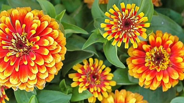 Bahçedeki çiçekleri Güz