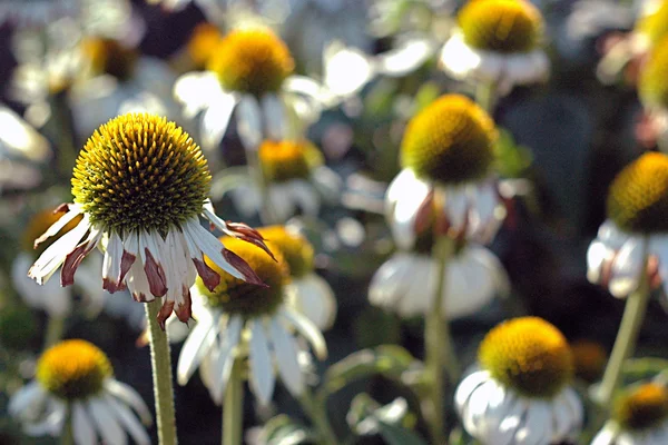 Bahçedeki çiçekleri Güz