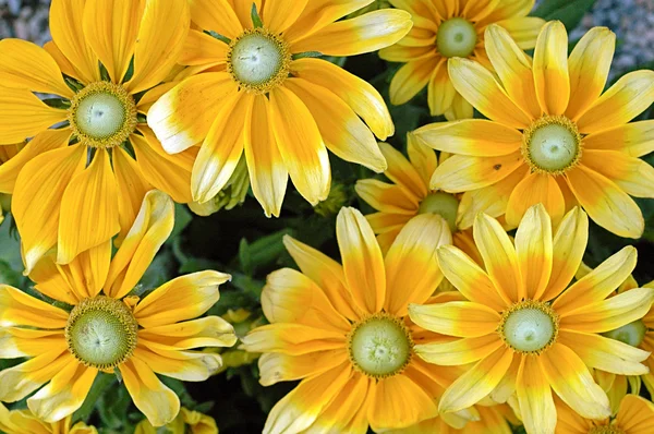 Queda de flores do jardim — Fotografia de Stock