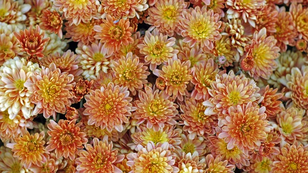 Bahçedeki çiçekleri Güz