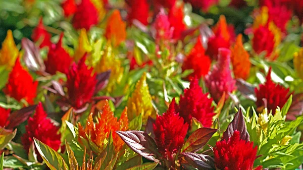 Herbstblumen aus dem Garten — Stockfoto