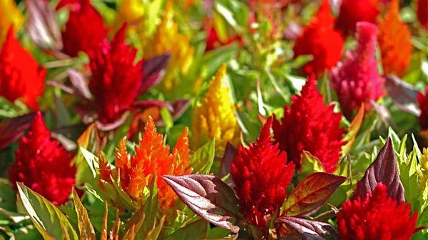 Herbstblumen aus dem Garten — Stockfoto