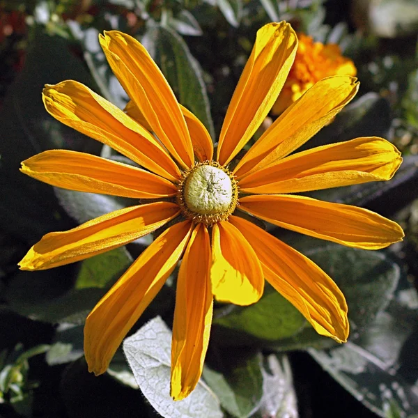 Bahçedeki çiçekleri Güz