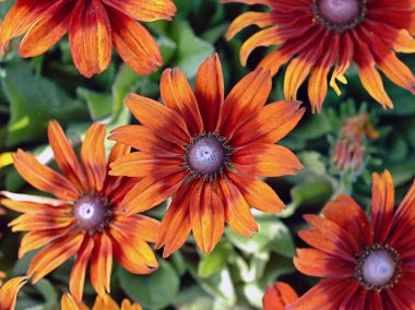 Bahçedeki çiçekleri Güz