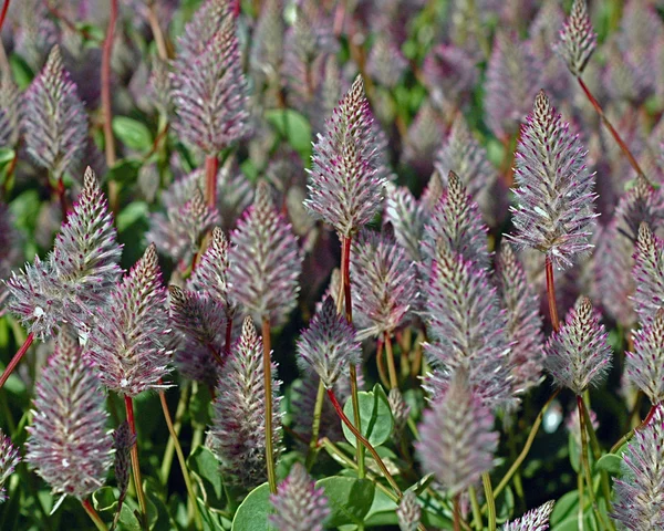 Bahçedeki çiçekleri Güz