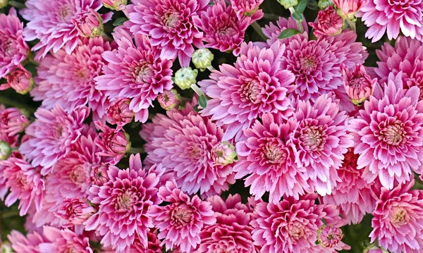 Bahçedeki çiçekleri Güz