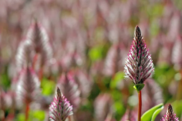 Bahçedeki çiçekleri Güz