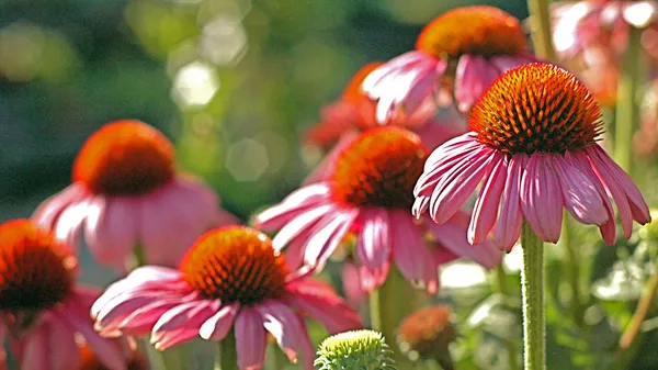 Falla blommor från trädgården — Stockfoto