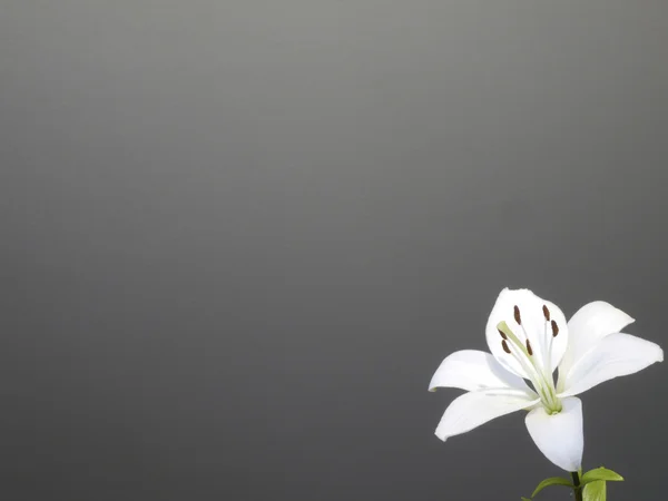 黒い背景に白いユリのクローズ アップ — ストック写真