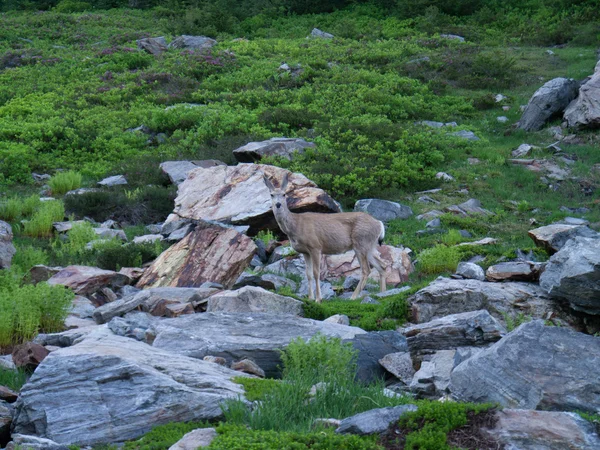 Deer Amidst Rock and Greenery — Stock Photo, Image