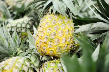 Sarı bir ananas playa yakınındaki bir pazarda del carmen, Meksika.