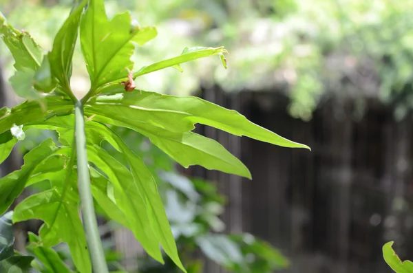 Leaf overlooking a cenote in Yucatan, Mexico. — Stock Photo, Image