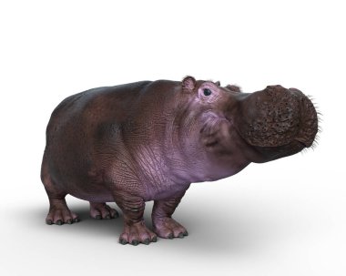 Beyaz arka planda izole edilmiş bir Hippopotamus 'un 3B çizimi.