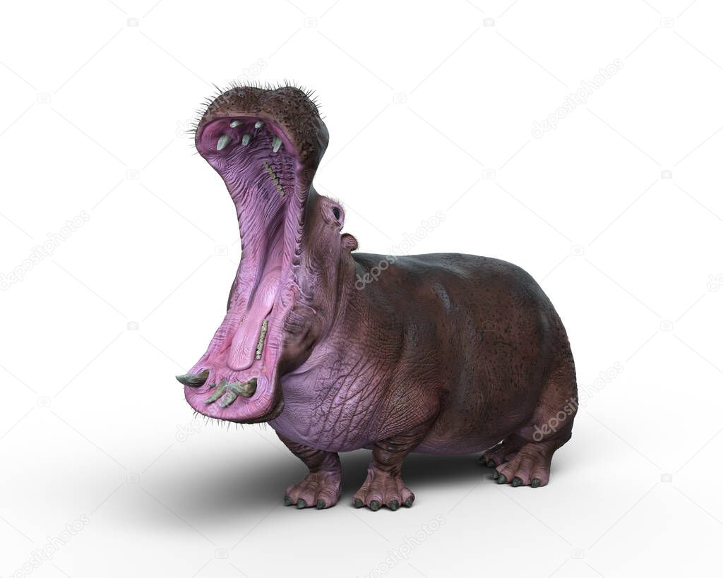 3D illustration of a Hippopotamus with jaws wide open isolated on a white background.