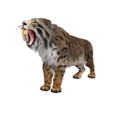 Smilodon 'un 3 boyutlu çizimi, soyu tükenmiş tarih öncesi Kılıç dişli kaplan kükremesi beyaz bir arka planda izole edilmiş..