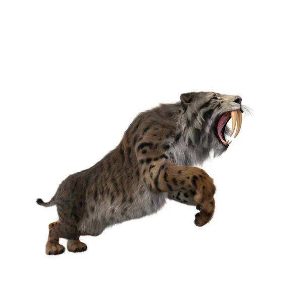Ilustrace Smilodonu Vyhynulého Pravěkého Šavlozubého Tygra Skákajícího Izolovaně Bílém Pozadí — Stock fotografie