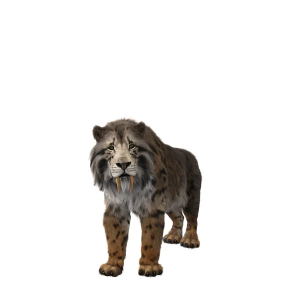 Illustration Smilodon Extinct Pre Historic Sabre Toothed Tiger Standing Looking — Stock Photo, Image