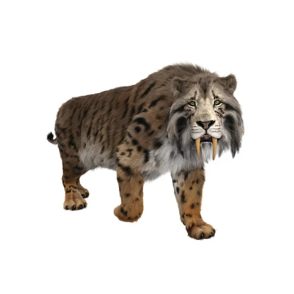 Απεικόνιση Ενός Smilodon Εξαφανισμένο Προϊστορικό Sabre Toothed Tiger Περπάτημα Και — Φωτογραφία Αρχείου