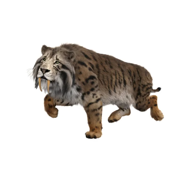 Illustratie Van Een Smilodon Uitgestorven Pre Historische Sabeltandtijger Die Geïsoleerd — Stockfoto