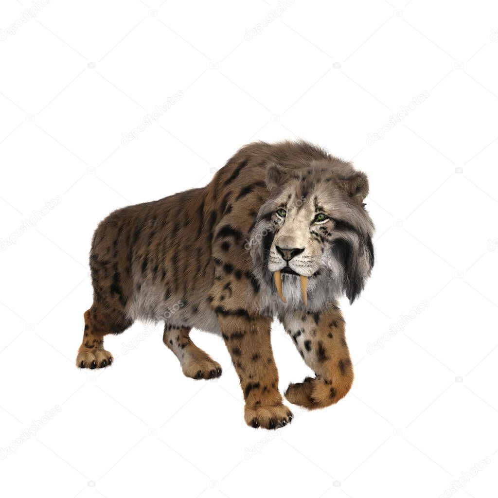 3D illustration of a Smilodon, the extinct pre-historic Sabre-toothed Tiger walking and looking to the left isolated on a white background.