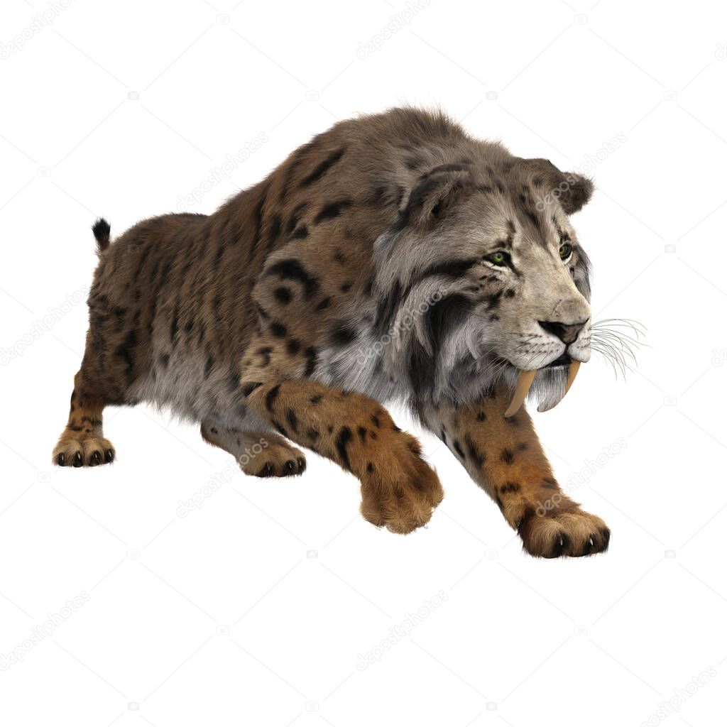 3D illustration of a Smilodon, the extinct pre-historic Sabre-toothed Tiger stalking isolated on a white background.