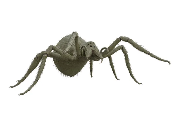 幻想怪兽巨绿蜘蛛攻击猎物 在白色背景上孤立的3D插图 — 图库照片