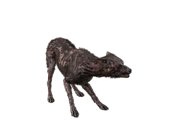 邪恶的咆哮不死僵尸狗 在白色背景上孤立的3D渲染 — 图库照片