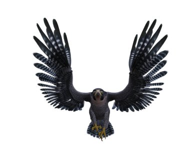 Peregrine Falcon kameraya doğru uçuyor. 3 boyutlu görüntüleme kırpma yolu ile beyaz üzerine izole edildi.