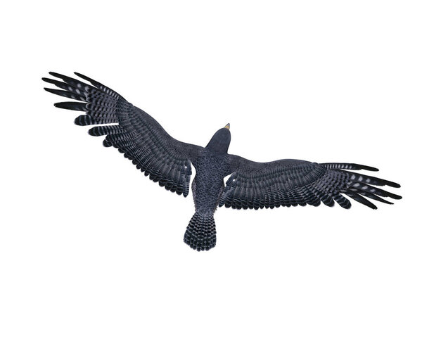 Peregrine falcon in flight viewed from above. 3D rendering isolated on white with clipping path.