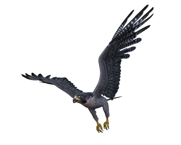 Peregrine Falcon Swooping Catch Prey Rendering Isolated White Clipping Path — Photo