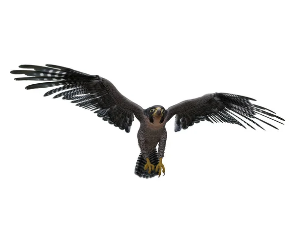 Peregrine Falcon Bird Prey Taking Illustration Isolated White Clipping Path — Stock Photo, Image