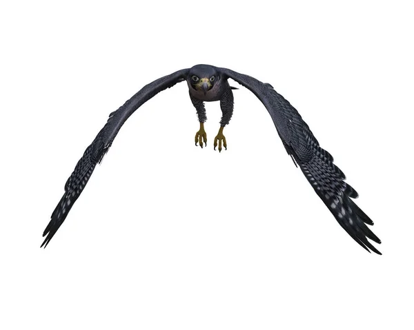 ペレグリン鷹は獲物を捕まえる準備ができて爪でカメラに向かって飛んでいる クリッピングパスで白で隔離された3Dレンダリング — ストック写真