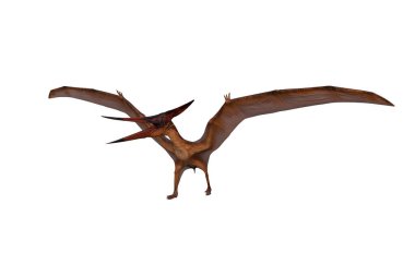 Kanatları açık yürüyen Pteranodon dinozoru. 3 boyutlu görüntüleme kırpma yolu ile beyaz üzerine izole edildi.