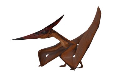 Pterandodon dinozoru yerde yürüyor. 3 boyutlu görüntüleme kırpma yolu ile beyaz üzerine izole edildi. 