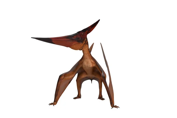 Pterandodonský Dinosaurus Stojí Křídly Zemi Vykreslování Izolované Bílém Oříznutou Cestou — Stock fotografie