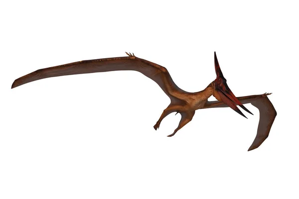 Pteranodon Reptile Side Profile Lizard, Pterosaur, Lizard, Prehistoric PNG  Transparent Image and Clipart for Free Download