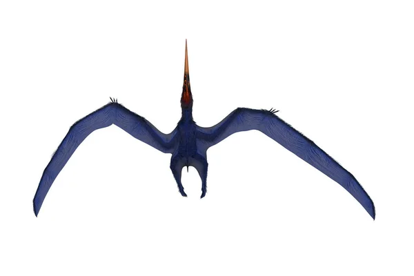 Kék Pteranodon Repülés Közben Felülről Nézve Render Elszigetelt Fehér Nyírás — Stock Fotó