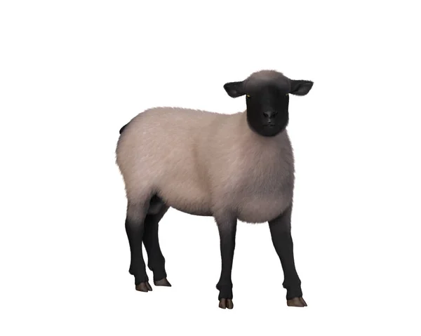 Ovce Bílým Rouno Černý Obličej Nohy Ilustrace Izolovaná Bílém Oříznutou — Stock fotografie