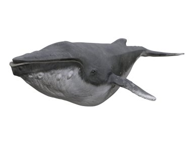 Humpback whale front perspective view. 3D illustration isolated on white background with clipping path.
