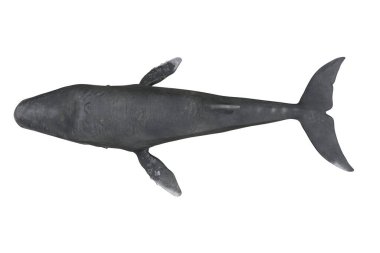 Humpback whale viewed from above. 3D illustration isolated on white background.