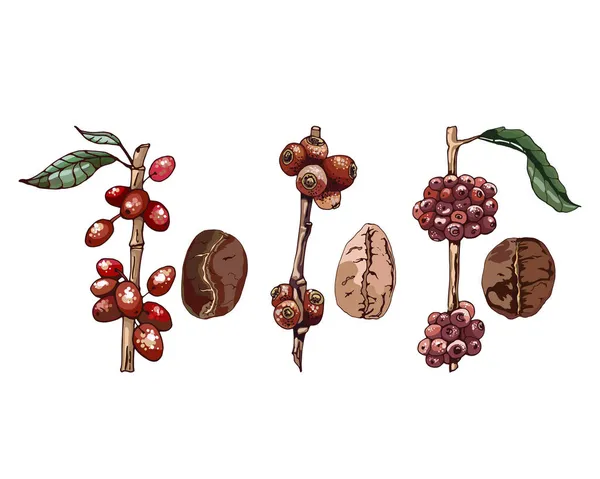 Сорта Кофе Зерна Растения Красочные Векторные Иллюстрации Текстом Арабика Robusta — стоковый вектор