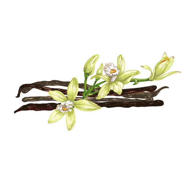 Dal, vanilyalı vanilya çiçeği, gerçekçi yemek pişirme baharatları, aromatik baharat karışımı ve beyaz arka planda izole edilmiş tatlı pasta, grafik çizim, el çizimi.