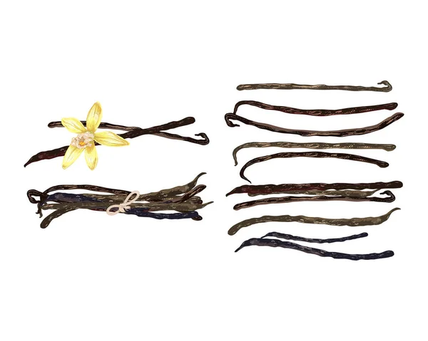 Set Vanilla Dry Sticks Vanilla Orchid Fruit Flower Realistic Vector — Stock Vector