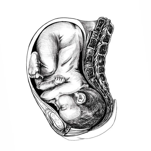 Ana rahmindeki bir çocuğun anatomik çizimi, siyahla çizimi, el çizimi, hamile bir kadının organlarının detaylı görüntüsü.