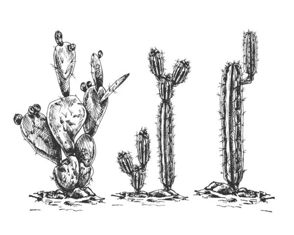 Set Cacti Sand Hand Drawn Vector Illustration — Stock Vector