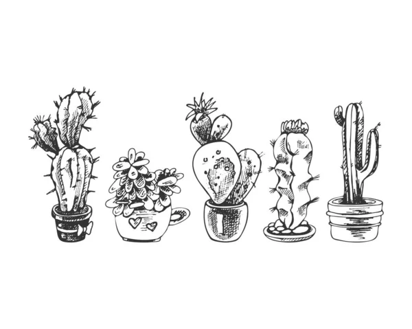 Set Cactus Succulents Vector Natural — Stockvektor