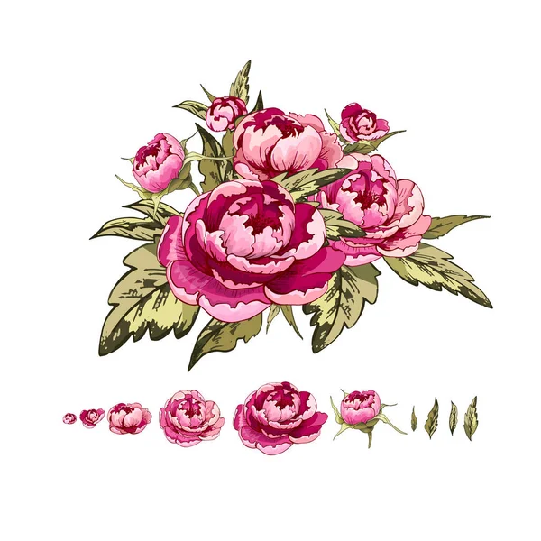 Pivoines Fleurs Feuilles — Image vectorielle