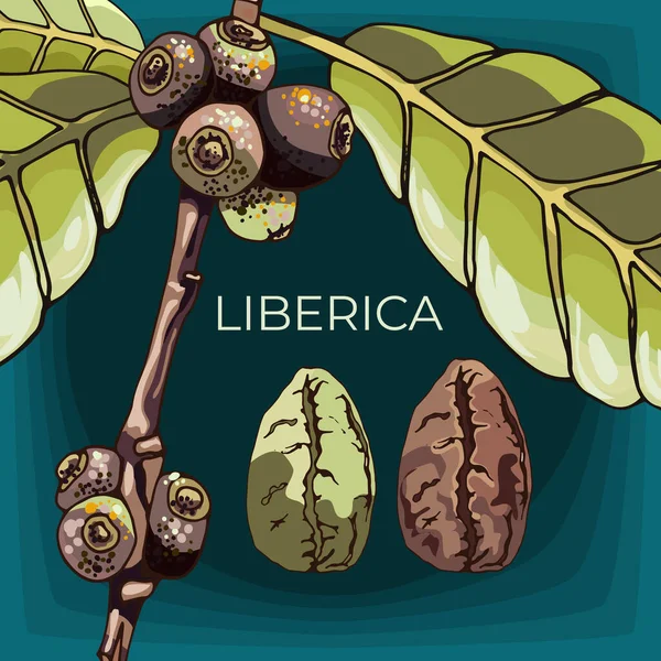 Liberica Kawa Roślina Ziarno Ciemne Tło Widok Ziarna Kawy Odmiany — Wektor stockowy