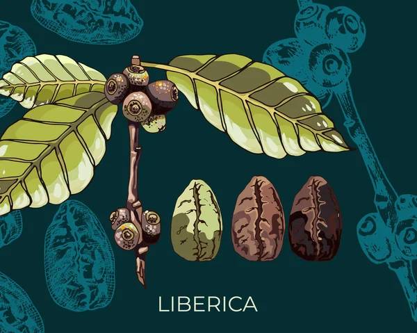 Liberica Odmiany Ciemne Tło Widok Ziarna Kawy Odmiany Liberica Kwiaty — Wektor stockowy