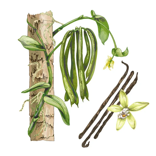 Ботаническая Иллюстрация Растения Ванильной Орхидеи Реалистичный Рисунок Ботаническая Иллюстрация Растения — стоковый вектор